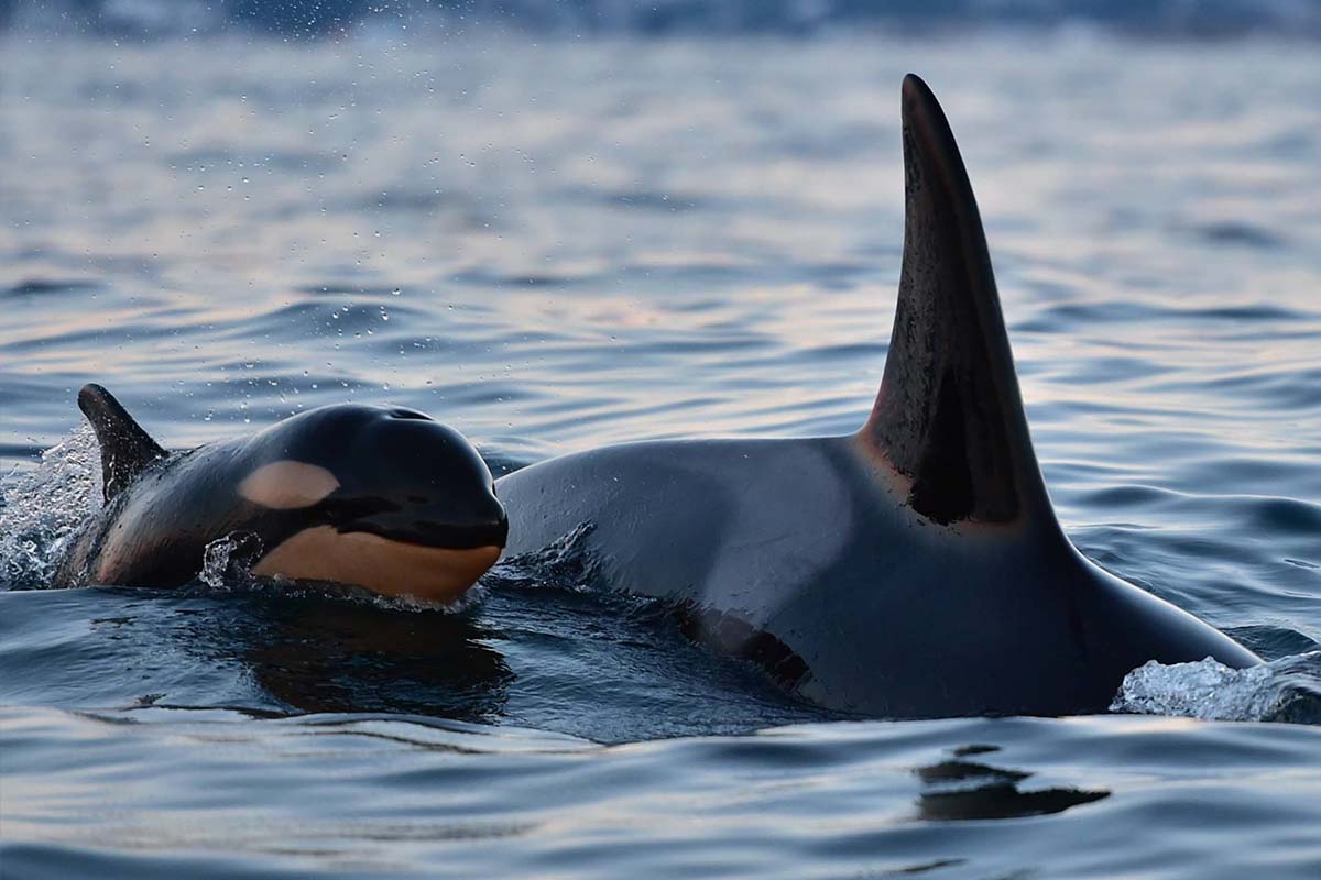 مشاهده نهنگ قاتل در حال انقراض به همراه نوزادش در بریتیش کلمبیا