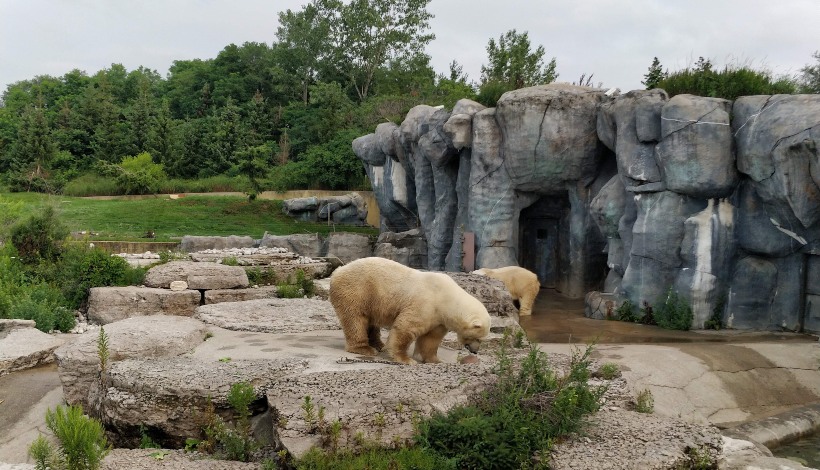 باغ وحش تورنتو