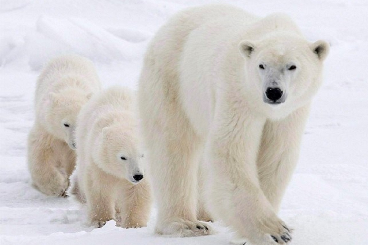 سرعت بالای مرگ و میر خرس‌های قطبی کانادایی