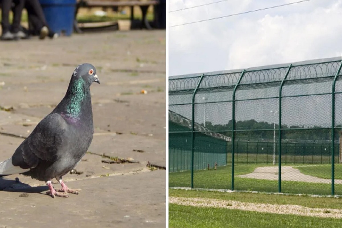 گرفتاری کبوتر قاچاق مواد در حیاط زندان بریتیش کلمبیا